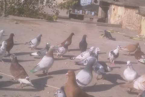 Grnt0902 