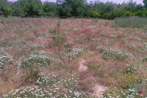kızılcakent 