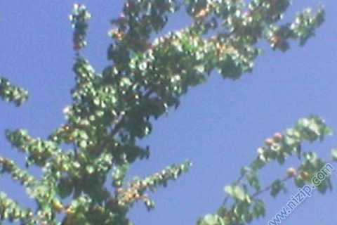 8975-AkSettari.118 