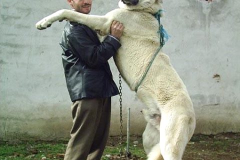 kangal 