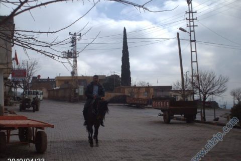 ali çalı 