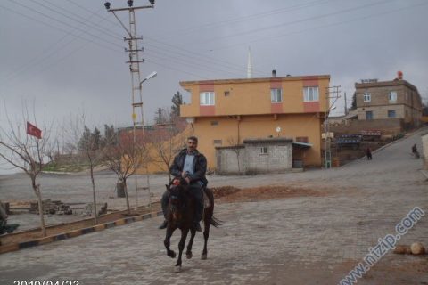 ali çalı 