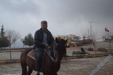 ali çalı 