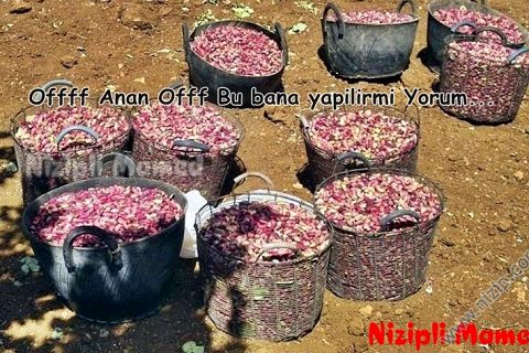 delbir koyu 