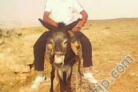delbir koyu 