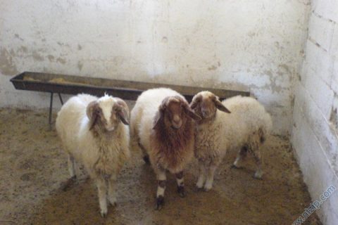hayvancılık 