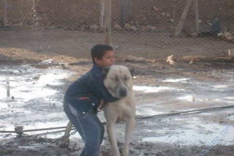 serhan ve pamuk 
