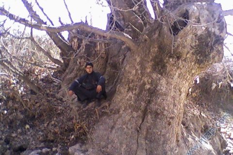 çınar ağacı 