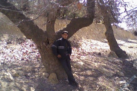 çınar 
