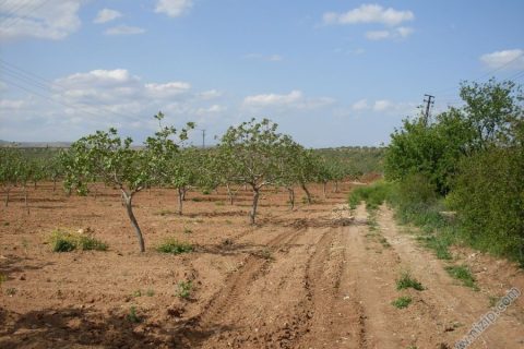 elmalık 