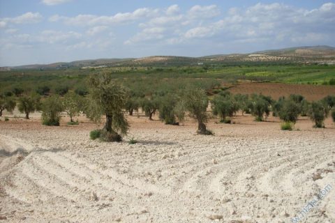 zeytinlik 
