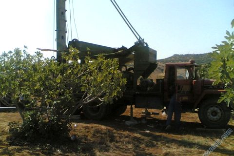 KADİR DEMİR :ZOL (fıstıklık) 