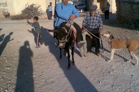 mehmet şahan 