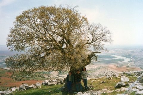 YEŞİLTEPE-MINDIKLI(akfırat çiftliği)bölgenin en yüksek yeri tarihi meşe ağacı! Foto__