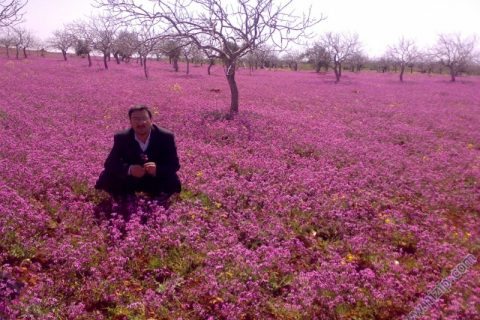 pınar 