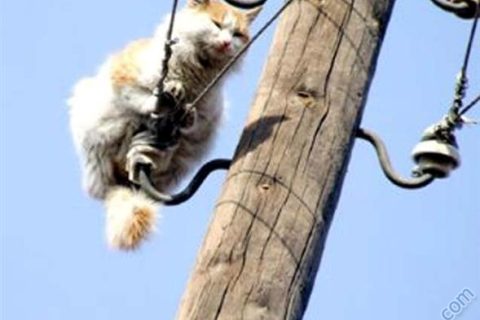 KEDİ O AN 