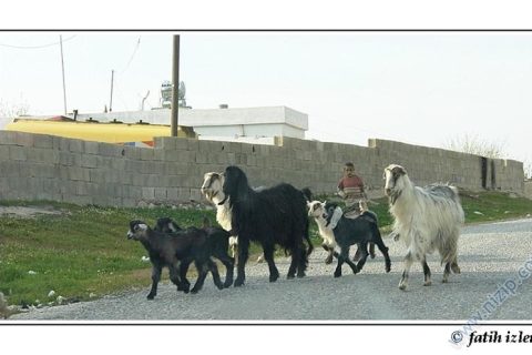 Çocuk Heryerde Her Zaman Çocuk... 