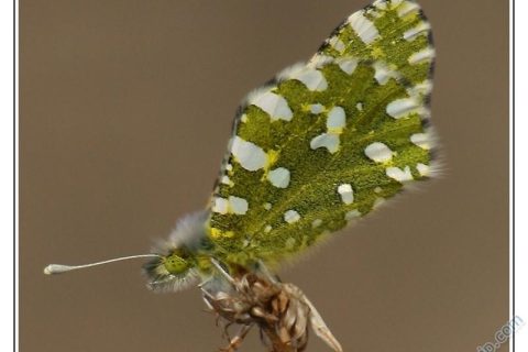 Erken Bahar 