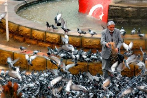 Kuşların Efendisi 