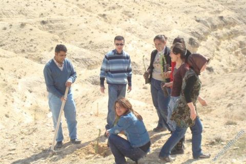 2008 ağaç dikimi 