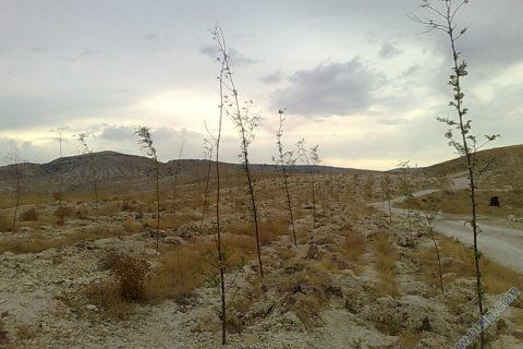 akasya fidan 