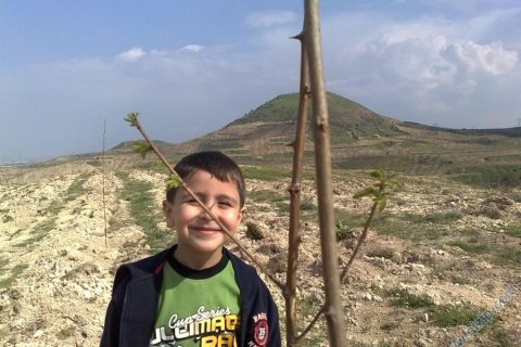 akasyalar yeşilleniyor 