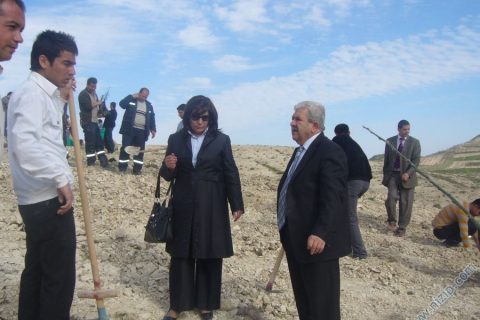 tedaş fidan dikimi.. 