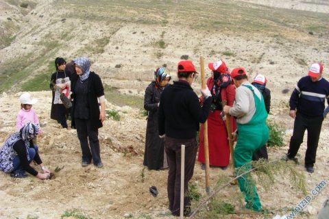 2010 agaçlandırma 