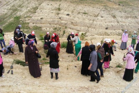 2010 agaçlandırma 