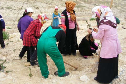 2010 ağaç dikme 