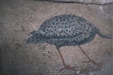 tavus kuşu 