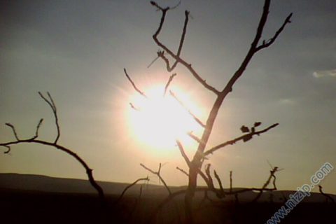 IMG0855A 