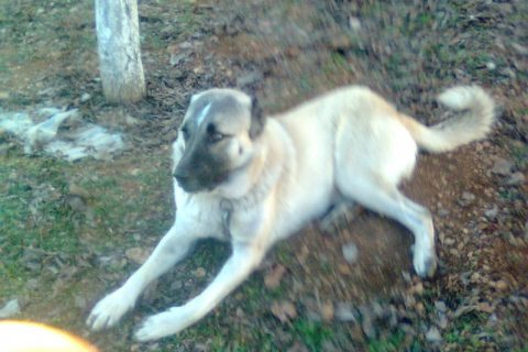 kangal 