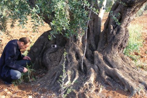 1000 yıllık zeytin ağacı 