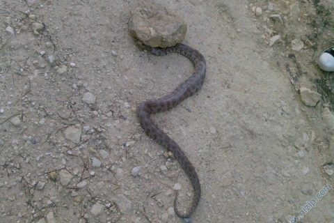çok şirinler ama yılan çok kötü 