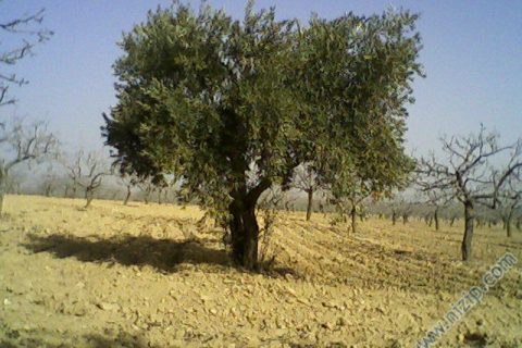 nizip'in meyvesi ZEYTİN 