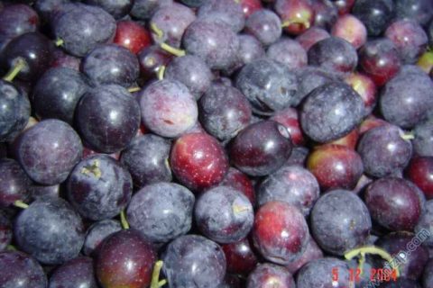 zeytin 