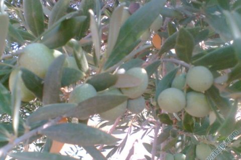 zeytin 