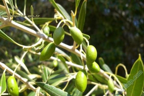 zeytin 