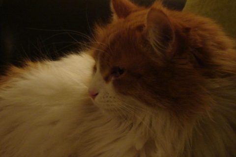 kedi 