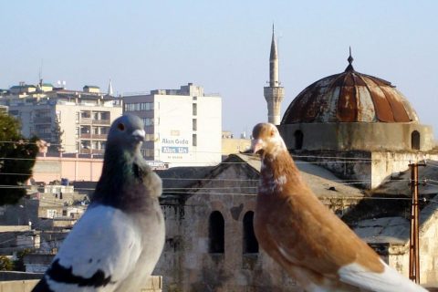 kuşlar kilise ve cami 