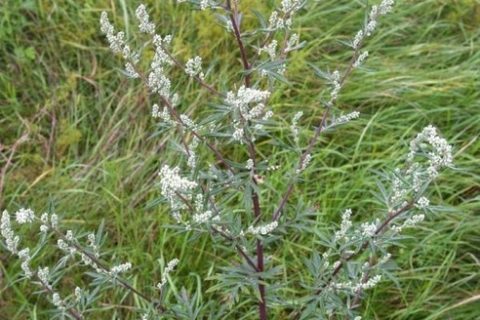 artemisia vulgaris cadi 