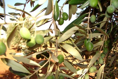 zeytin 