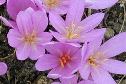 Güz Çiğdemi Colchicum automnale Liliaceae Liliengewaechse 