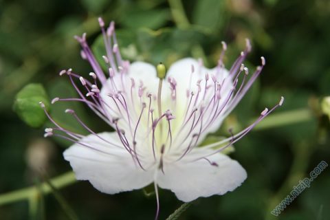 keber çiçeği İKappernstrauch Capparis ovata Capparaceae 