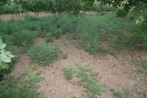 meyan  Glycyrrhize glabra 