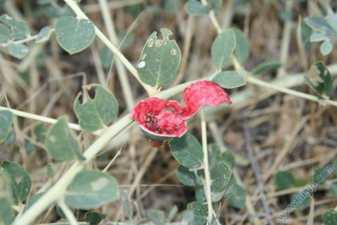 keber inciri  Kappernstrauch Capparis ovata Capparaceae 