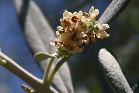 Zeytin Çiçeği 