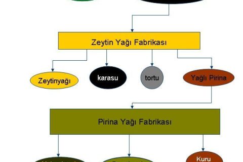 pirina yağı üretim aşamaları 