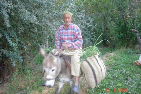 halit parlak 